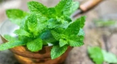 Az egérpaprika menta használatának eljárása